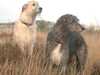 irish-wolfhound owners