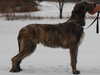 irish-wolfhound stud-dogs