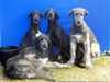 irish-wolfhound puppies