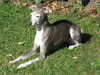 italian greyhound