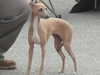 italian-greyhound breeders