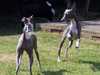 italian-greyhound owners