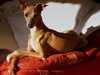 italian-greyhound stud-dogs