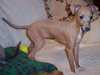 italian-greyhound puppies