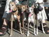 italian-greyhound results