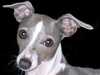 italian-greyhound clubs