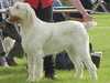 italian spinone