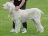 italian-spinone breeders
