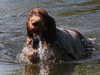 italian-spinone owners