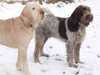 italian-spinone stud-dogs