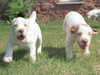 italian-spinone puppies