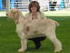 italian-spinone results