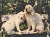 italian-spinone clubs