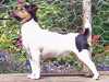 jack russell terrier