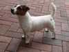 jack-russell-terrier breeders