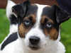 jack-russell-terrier owners