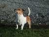jack-russell-terrier stud-dogs