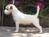 jack-russell-terrier puppies