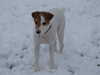 jack-russell-terrier results