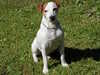 jack-russell-terrier clubs