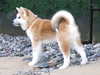 japanese-akita-inu breeders
