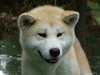 japanese-akita-inu owners