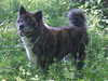 japanese-akita-inu stud-dogs