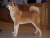japanese-akita-inu puppies