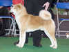 japanese-akita-inu results