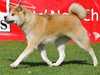 japanese-akita-inu clubs