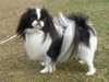 japanese-chin breeders