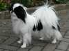 japanese-chin owners