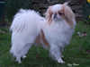 japanese-chin stud-dogs