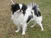 japanese-chin puppies