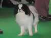 japanese-chin results