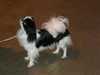 japanese-chin clubs