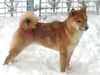 japanese shiba inu