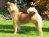 japanese-shiba-inu breeders