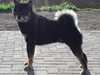 japanese-shiba-inu stud-dogs