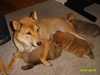 japanese-shiba-inu puppies