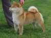 japanese-shiba-inu results