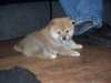 japanese-shiba-inu clubs