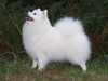 japanese spitz