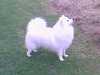 japanese-spitz breeders