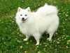 japanese-spitz owners
