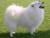 japanese-spitz stud-dogs
