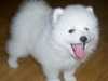 japanese-spitz puppies