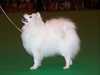 japanese-spitz results