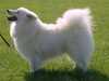 japanese-spitz clubs