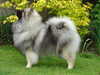 keeshond